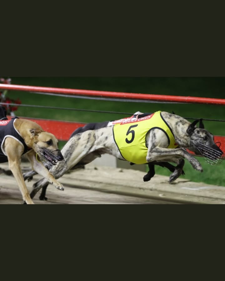 Featured image for “Ladbrokes Million Dollar Chase Showdown: My Boy Bingo Races for Glory at Sporting Legends”